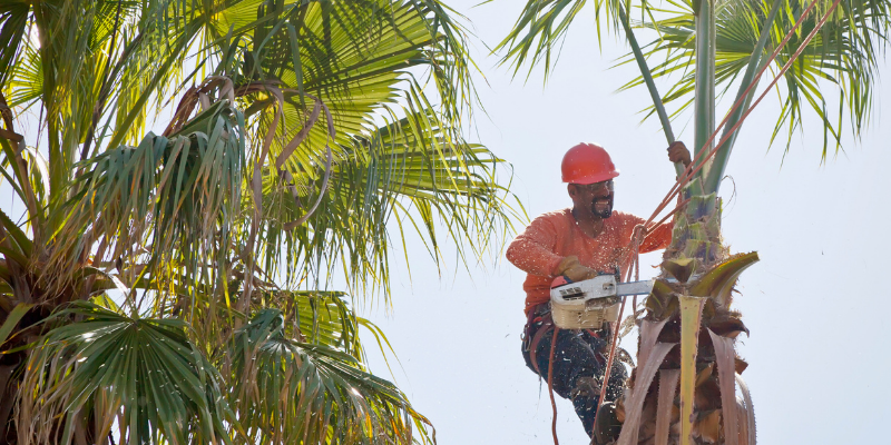 Professional gardener cutting a tall palm tree.