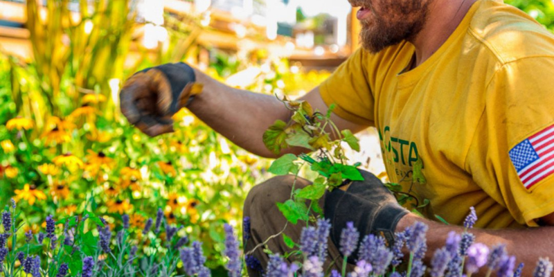 Gardener wearing an Augusta t-shirt plucking weeds from a yard.