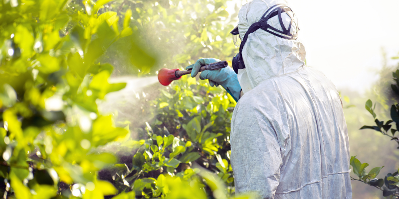 Paisajista aplicando pesticida a un arbol.