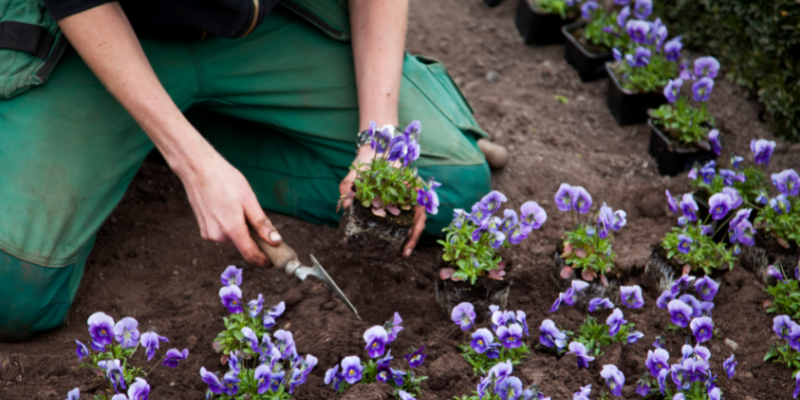 gardener planting flowers.