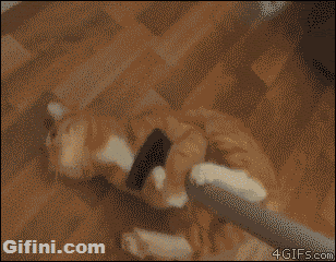 cat clinging to a mop being pushed around