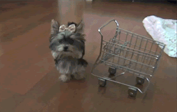 tiny dog pushing a grocery card across the floor