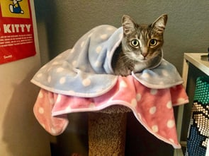 Yaya the cat
