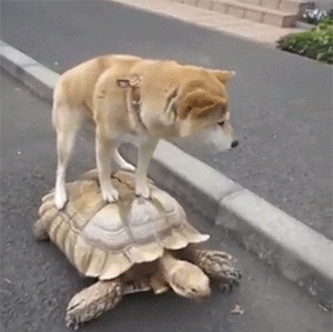 dog turtle
