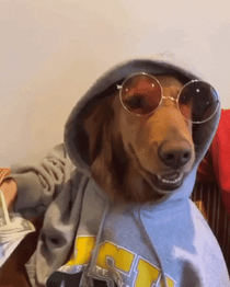 dog wearing a hoodie and sunglasses waving a wad of money