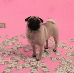 pug money