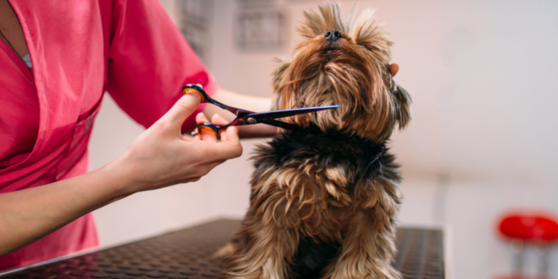 Pet groomer trimming a small dog. 