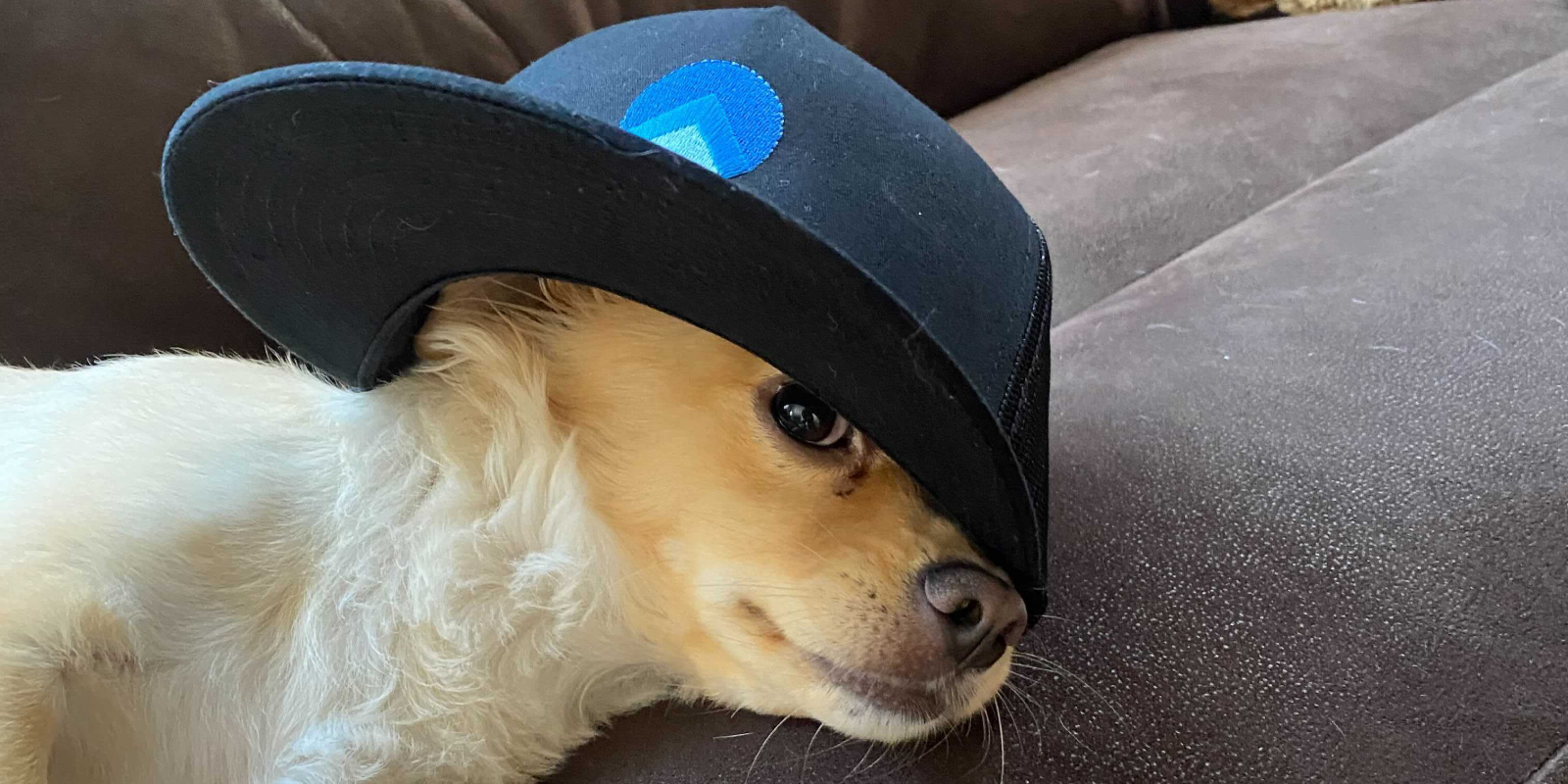 dog wearing gosite hat