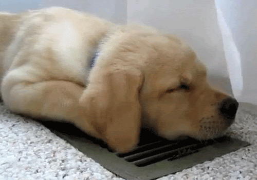 puppy laying on an air vent