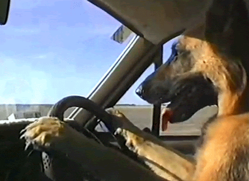 german shepard driving a car