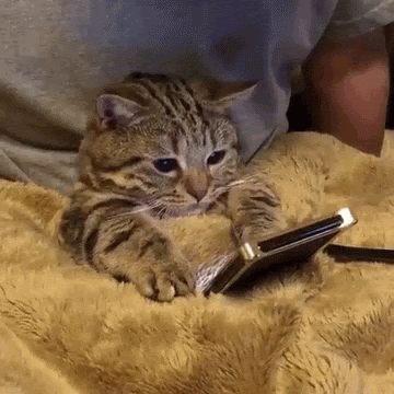 small cat browsing on a cell phone