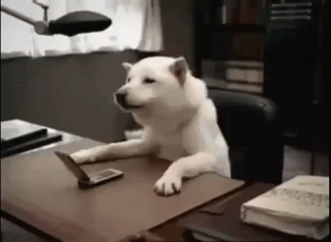dog sitting at a desk pushing open a flip phone