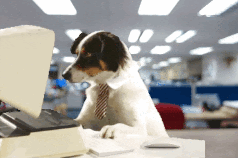 dog wearing a tie sitting at a desk on the computer